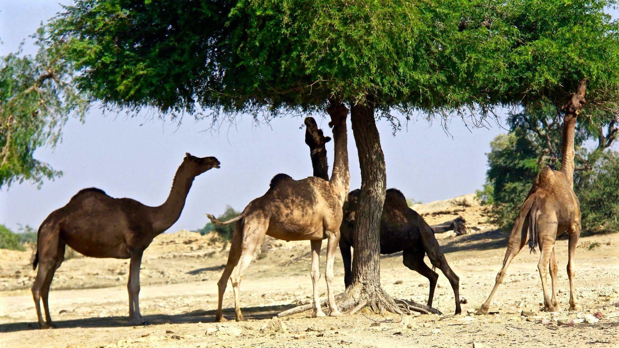 فندق دامودرا ديزيرت لاكجري كامب تينتس جيلسامر المظهر الخارجي الصورة